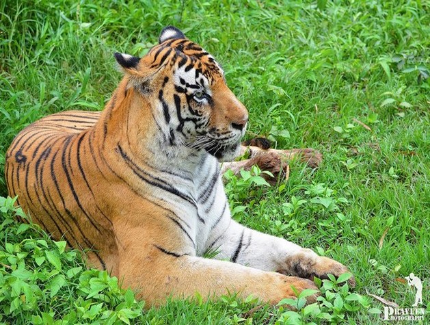 Lion & Tiger Safari